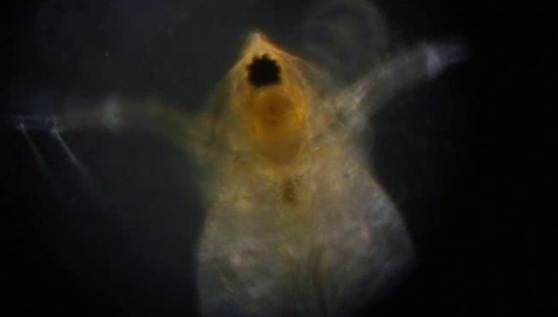 Microzoo